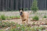 MALINOIS 552